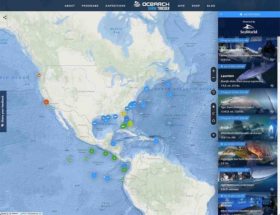 OCEARCH-Shark-Tracker-：全球鲨鱼定位追踪
